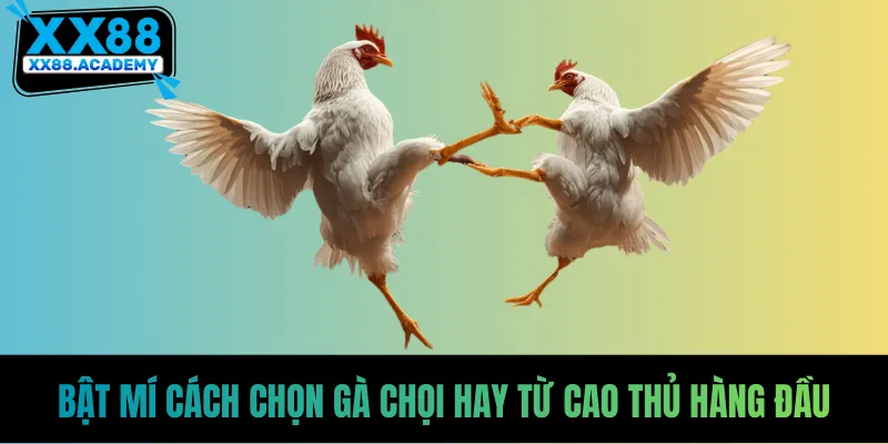 Bật mí cách chọn gà chọi hay từ cao thủ hàng đầu