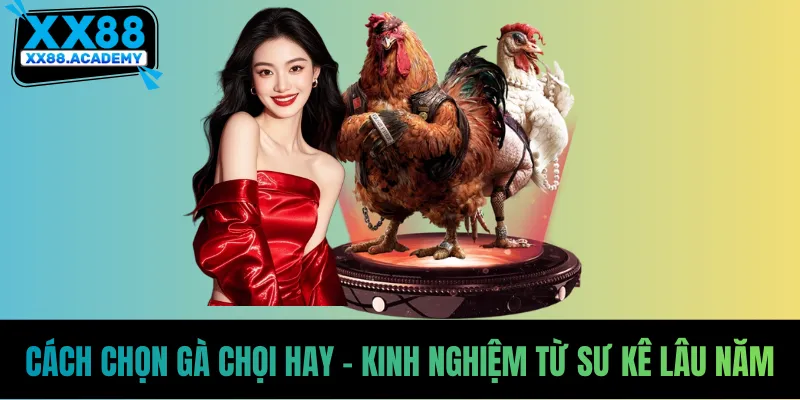 Cách Chọn Gà Chọi Hay - Kinh Nghiệm Từ Sư Kê Lâu Năm