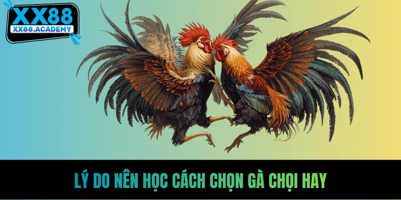 Lý do nên học cách chọn gà chọi hay